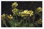 Oxytropis campestris * Yellow Oxytropis - Mayar - Aug 1983 * 5093 x 3263 * (5.49MB)